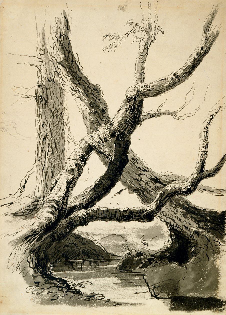 Skitse af træstammer, ca. 1825-40 (sort blæk, pen, vask og blyant på hvidt papir) af Thomas Cole