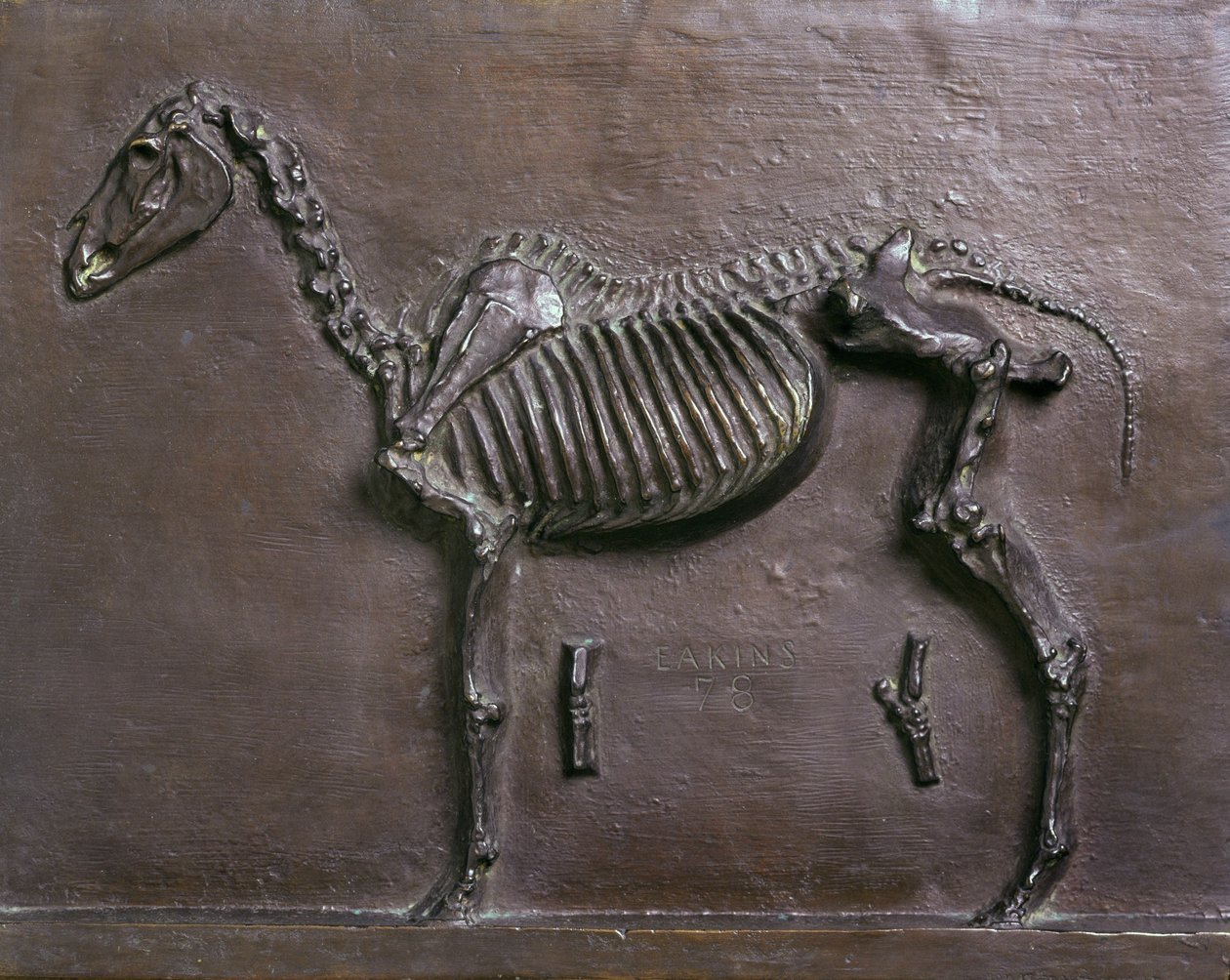 Skelet af hest af Thomas Cowperthwait Eakins