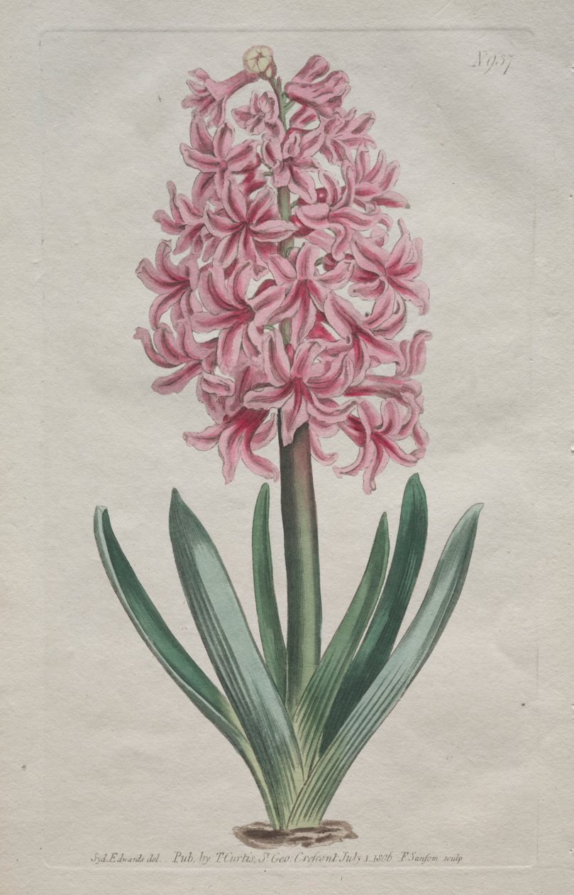 Det botaniske magasin eller blomsterhave vist: Havehyacint af Thomas Curtis