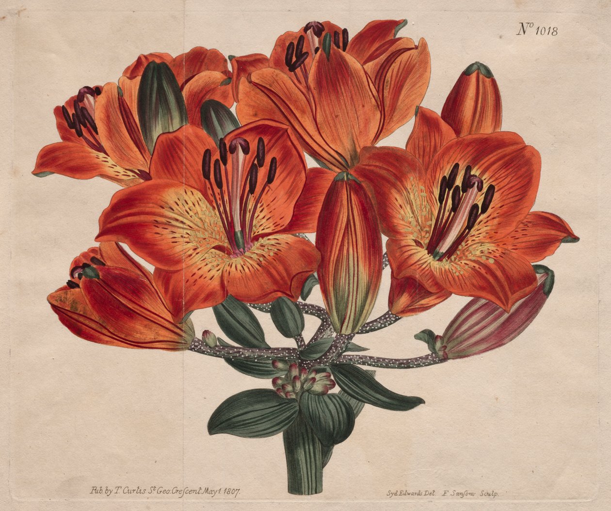 Det botaniske magasin eller blomsterhave vist: Umbel-blomstrende løgbærende orange-lilje af Thomas Curtis