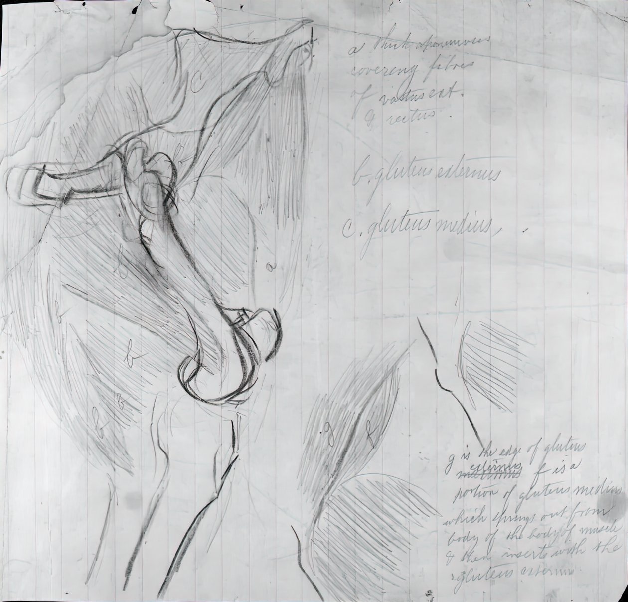 Anatomisk tegning, ca. 1878. af Thomas Eakins