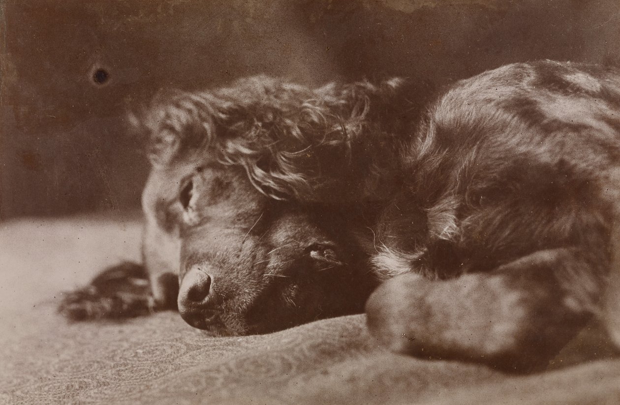 Boyce, portræt af en setterhund af Thomas Eakins