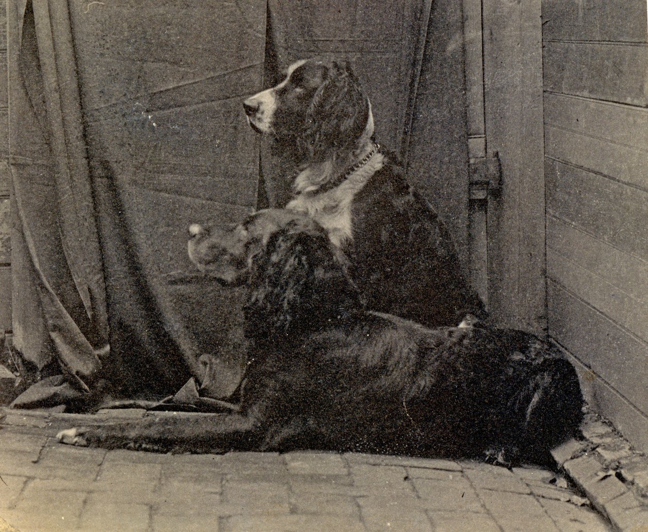 Thomas Eakins Dogs, 1884 af Thomas Eakins