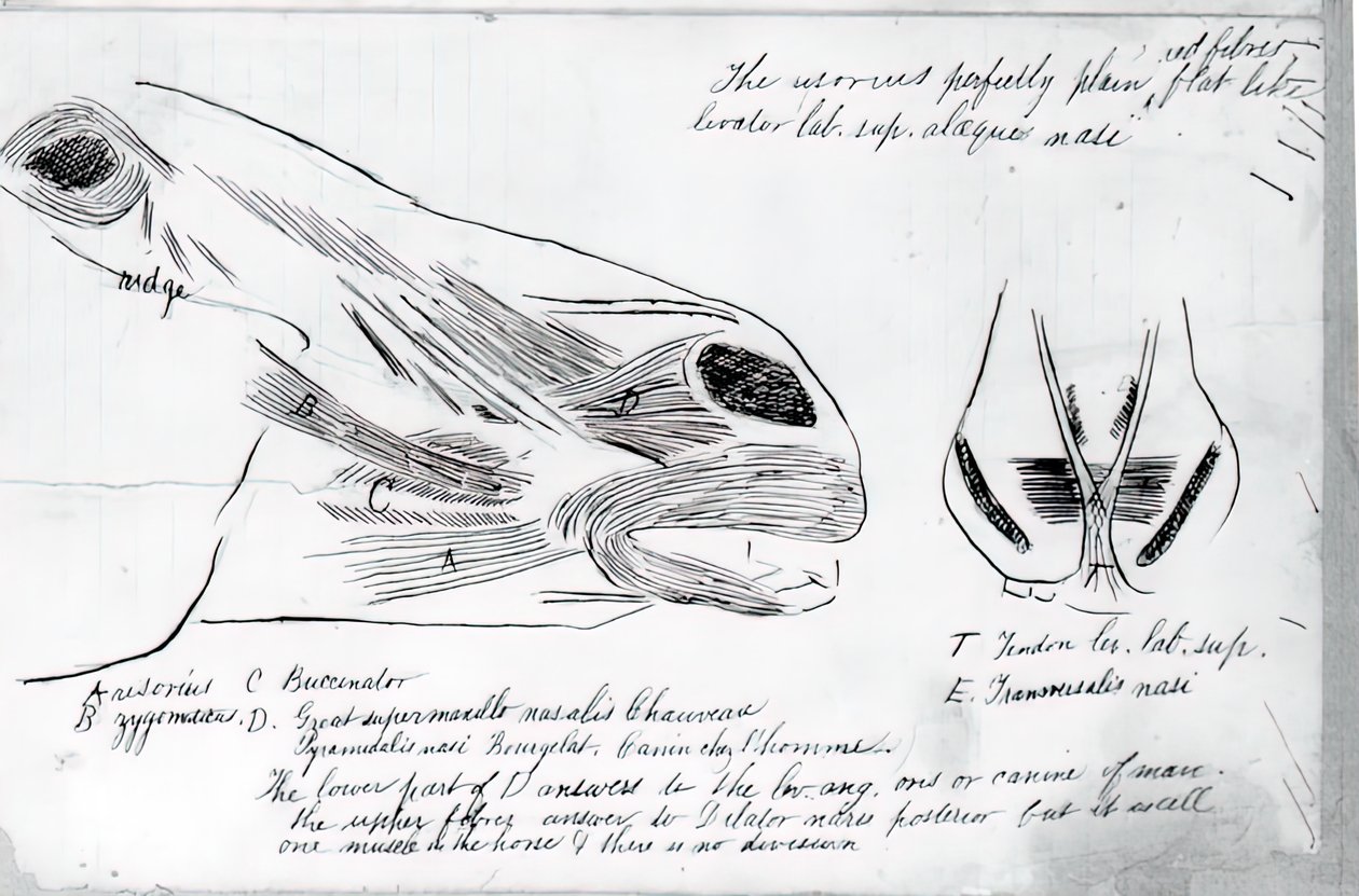 Uden titel Anatomisk undersøgelse af hestehoved, 1878. af Thomas Eakins