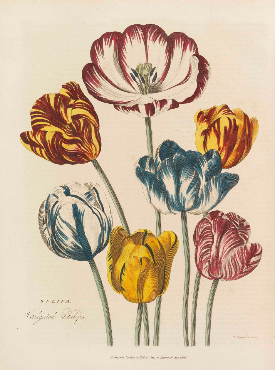 Den universelle urte, 1824. af Thomas Green