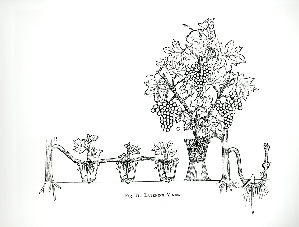 Layering vinstokke, fra Thomas Mawsons 