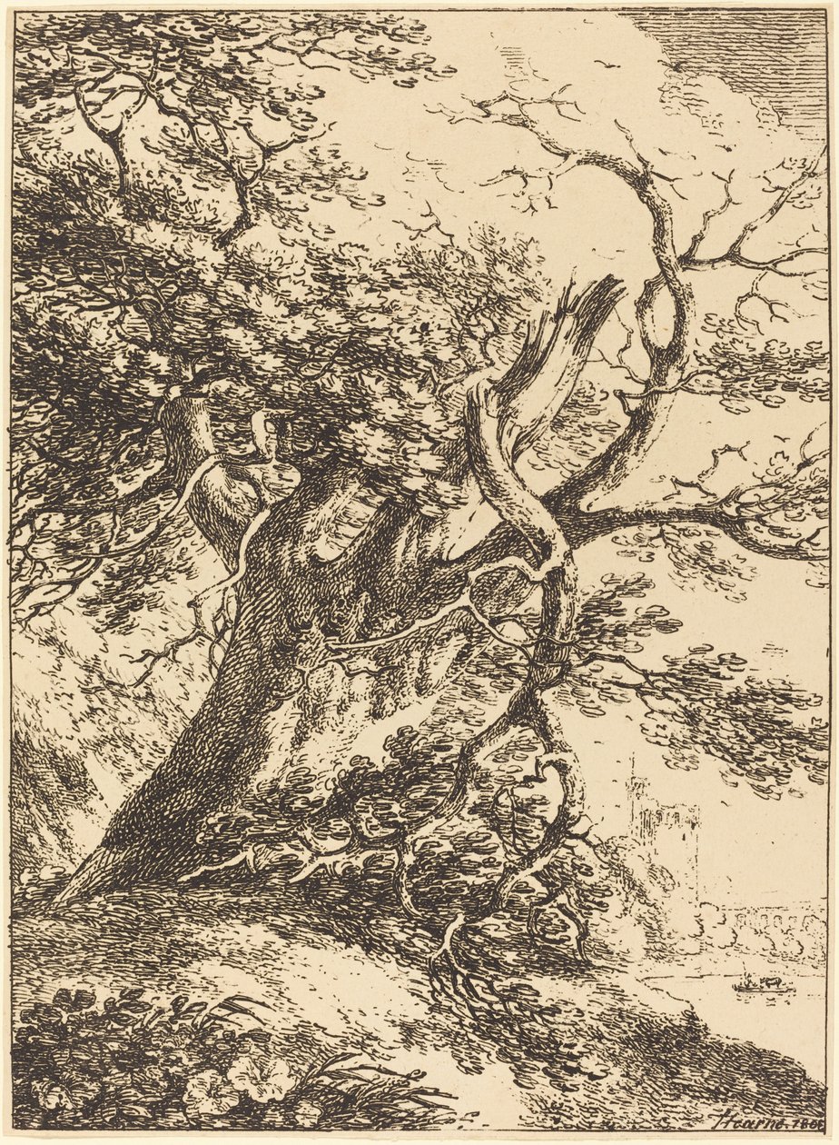 Gammelt træ af Thomas Hearne