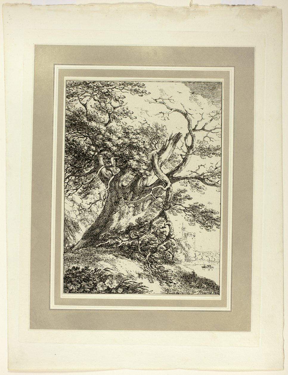 Old Tree, fra det første nummer af Specimens of Polyautography af Thomas Hearne