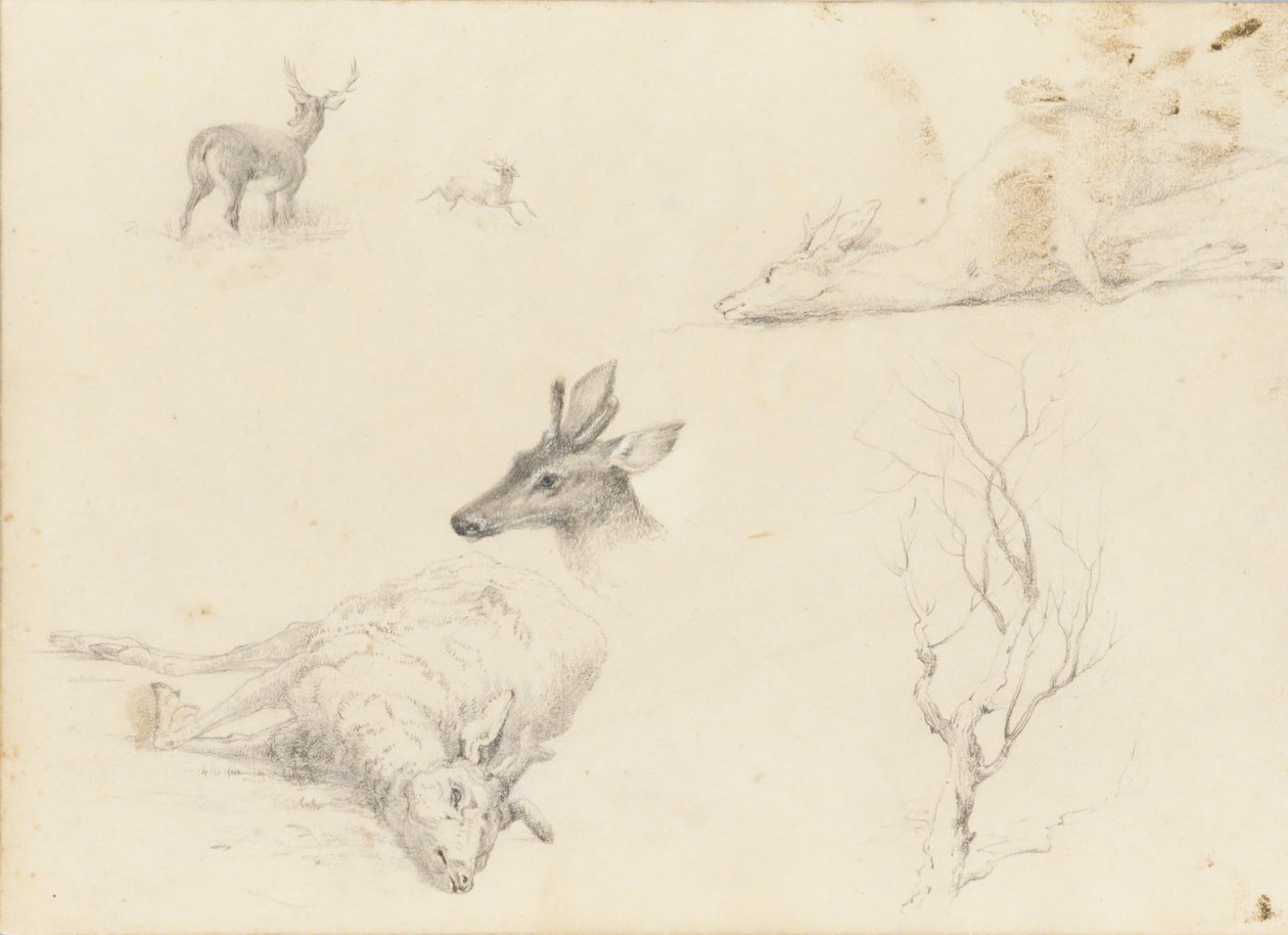 Skitsebog over Landskabs- og Dyrefag, 1860-64. af Thomas Hewes Hinckley