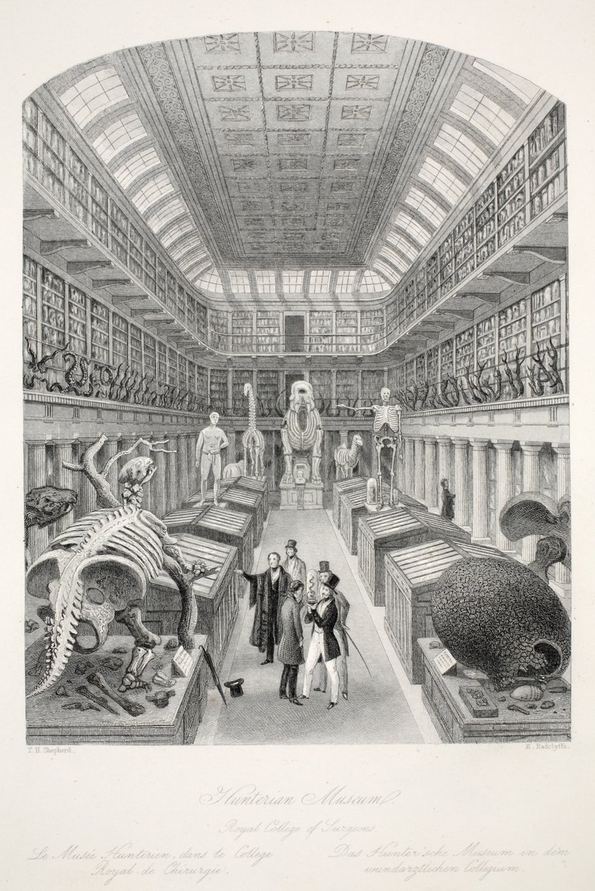 Hunterian Museum, Royal College of Surgeons, fra pubben 