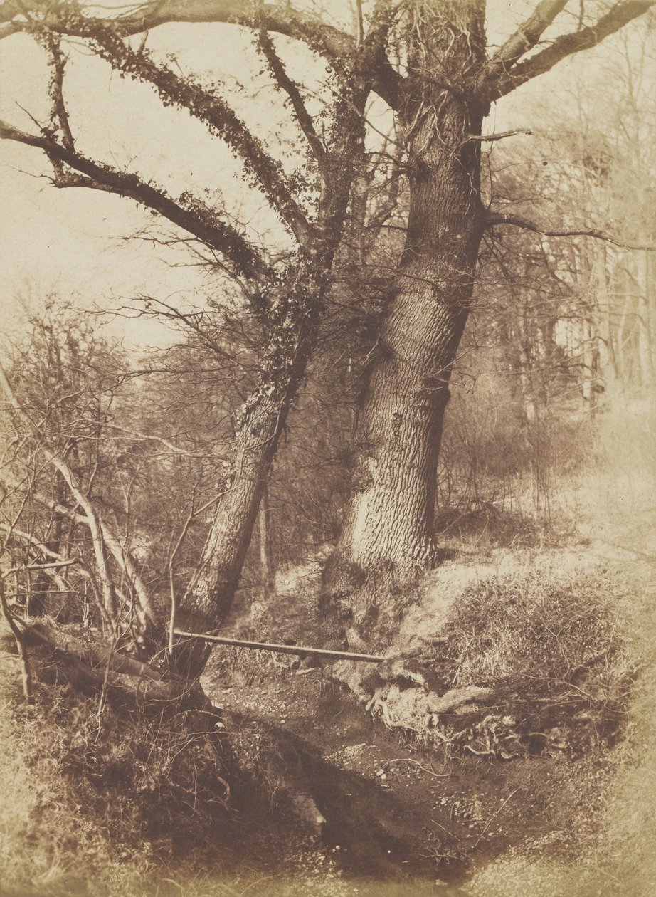 Træer, 1854-57. af Thomas Keith