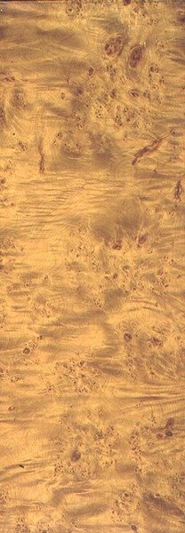 American Cottonwood, ca. 1851-62 (korn på skifer) af Thomas Kershaw
