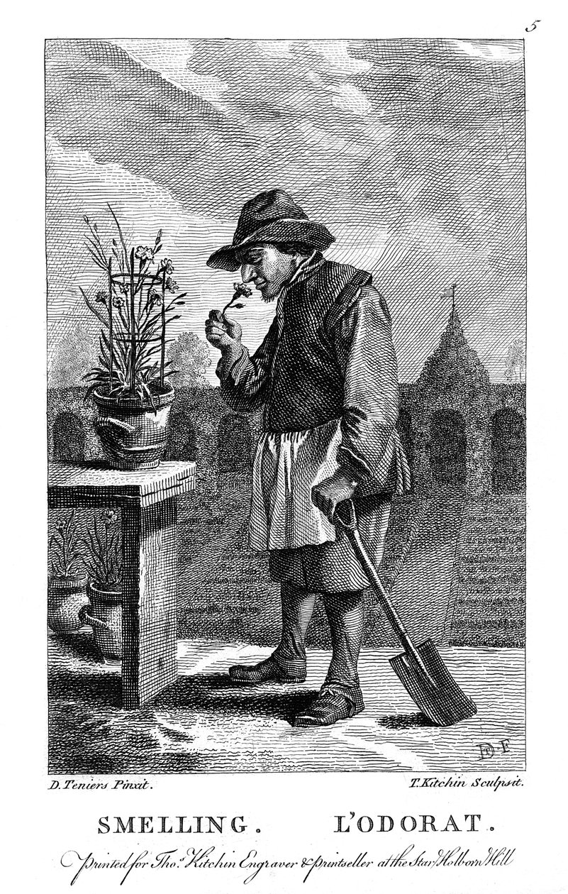 Gartner lugter en nellike eller pink Dianthus, c1750 af Thomas Kitchin