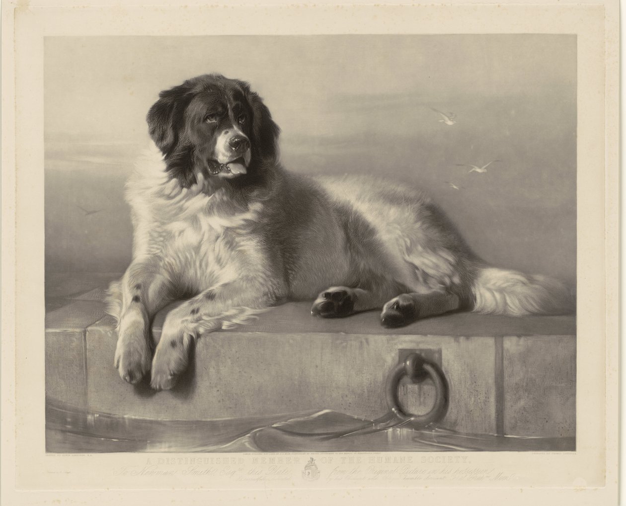 Portræt af redningshunden Bob, liggende på en mole Et fremtrædende medlem af Humane Society (titel på objekt) af Thomas Landseer