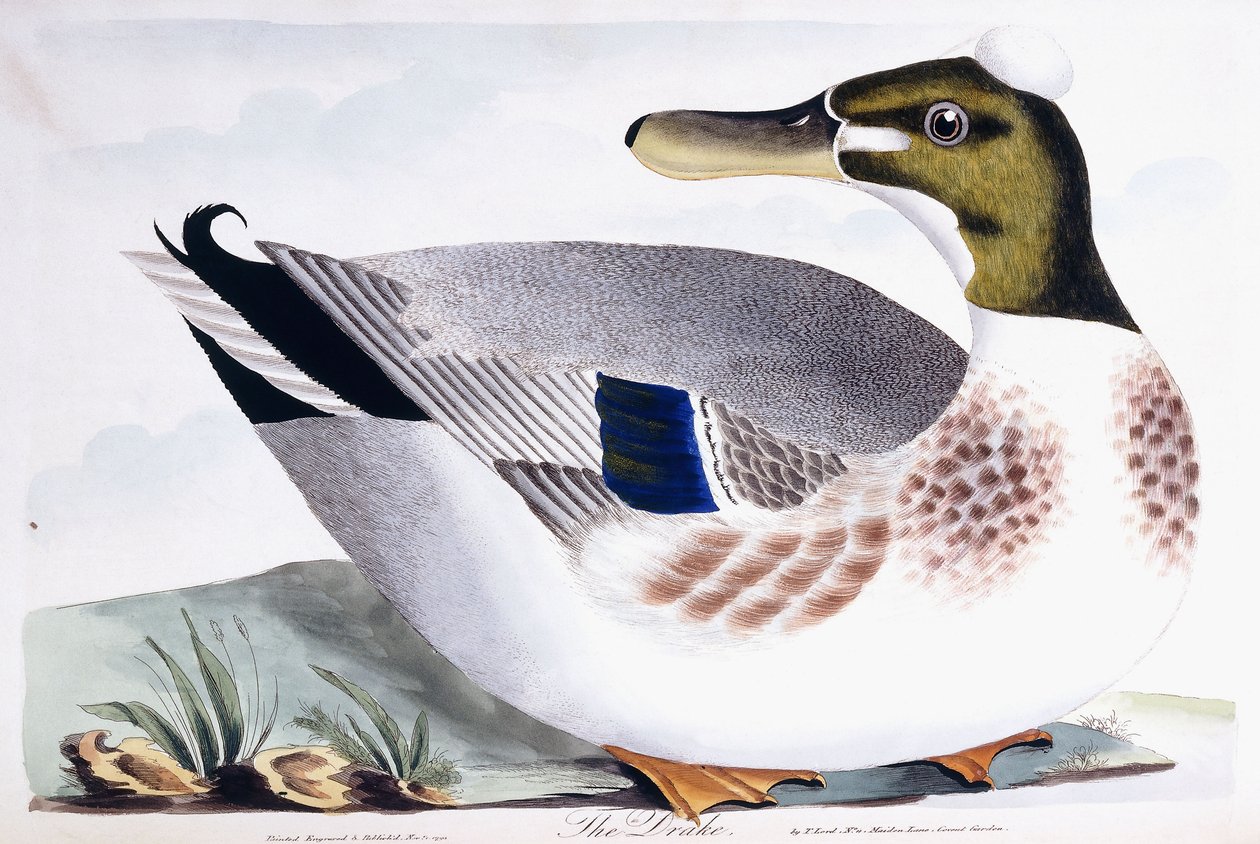 The Drake, 1791-96dani af Thomas Lord