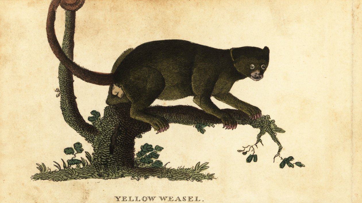Kinkajou, Potos flavus. ,1800 (gravering) af Thomas Pennant