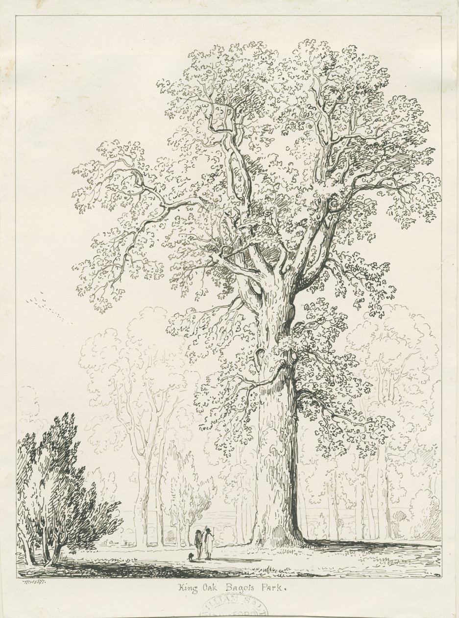 Blithfield - King Oak: pen- og blæktegning af Thomas Peploe Wood