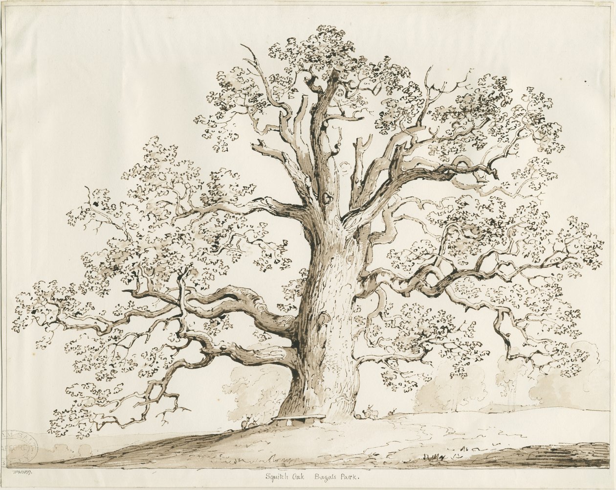 Blithfield - Squich Oak: pen og vask, 1837 af Thomas Peploe Wood