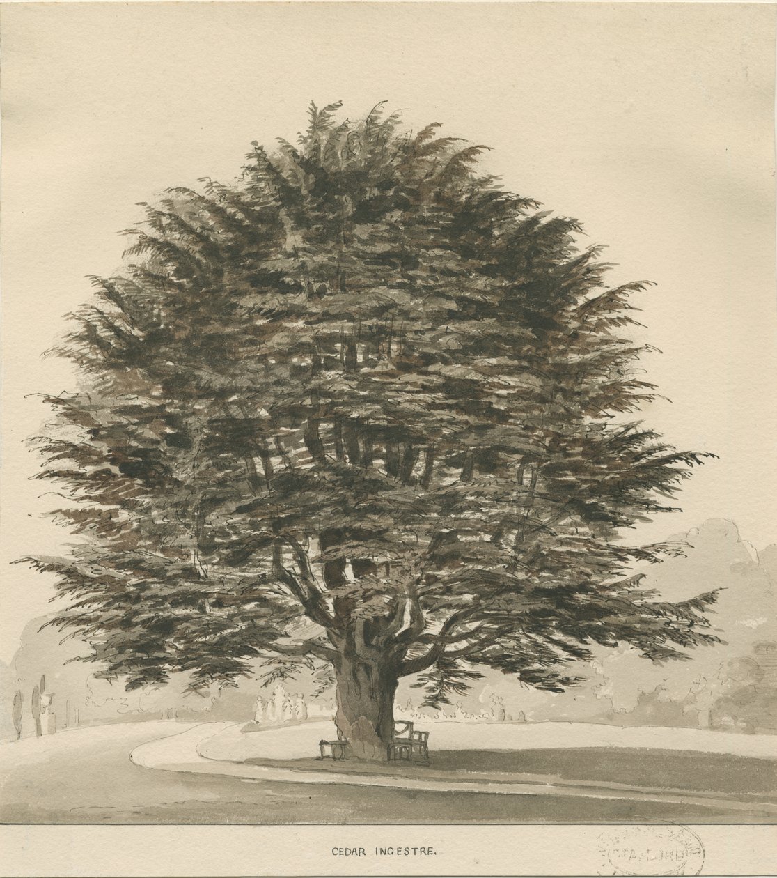 Ingestre - Cedertræ: sepia tegning, nd [?1838] af Thomas Peploe Wood