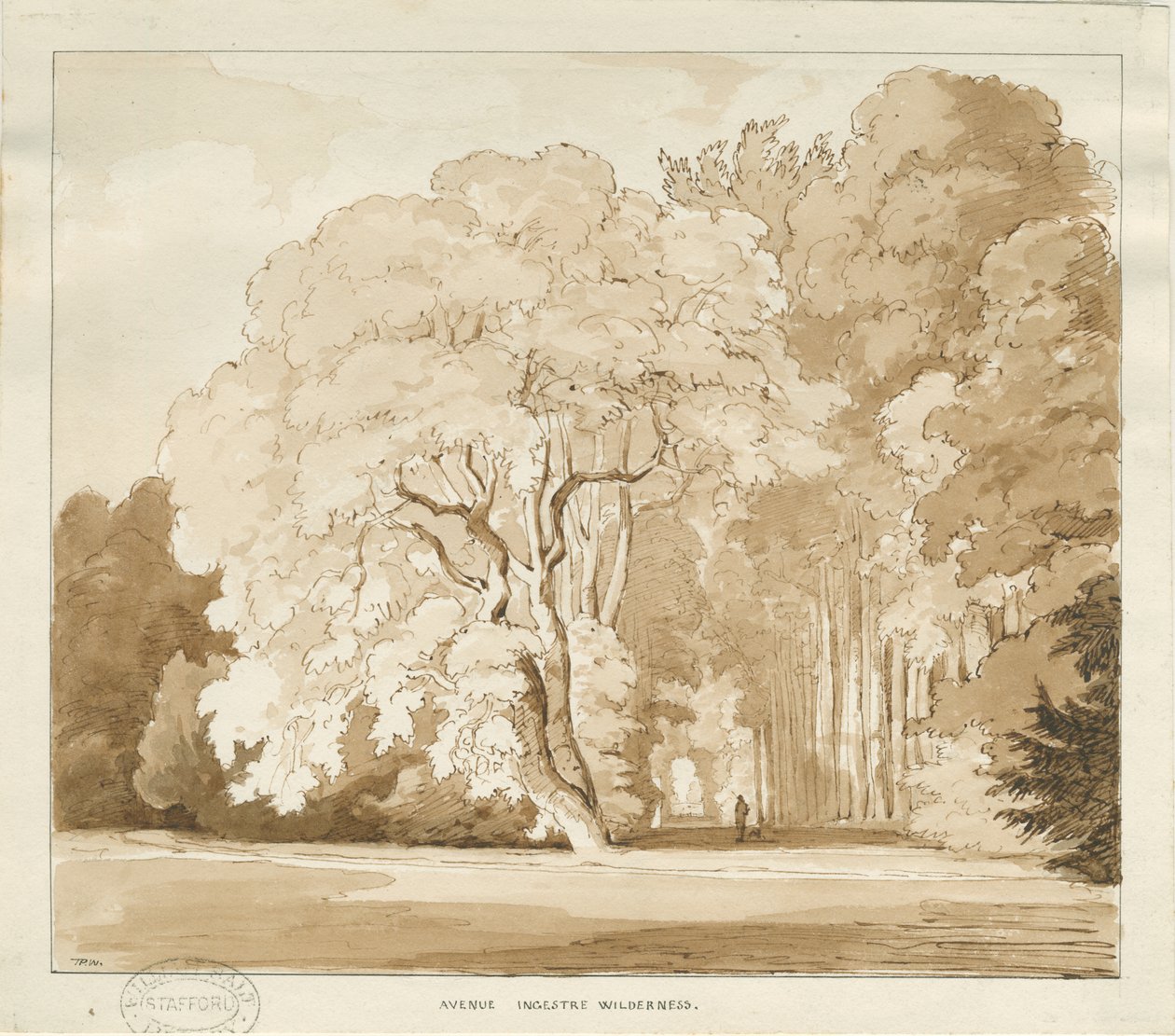 Ingestre - en undersøgelse af træer: sepia tegning, nd [?1838] (tegning) af Thomas Peploe Wood