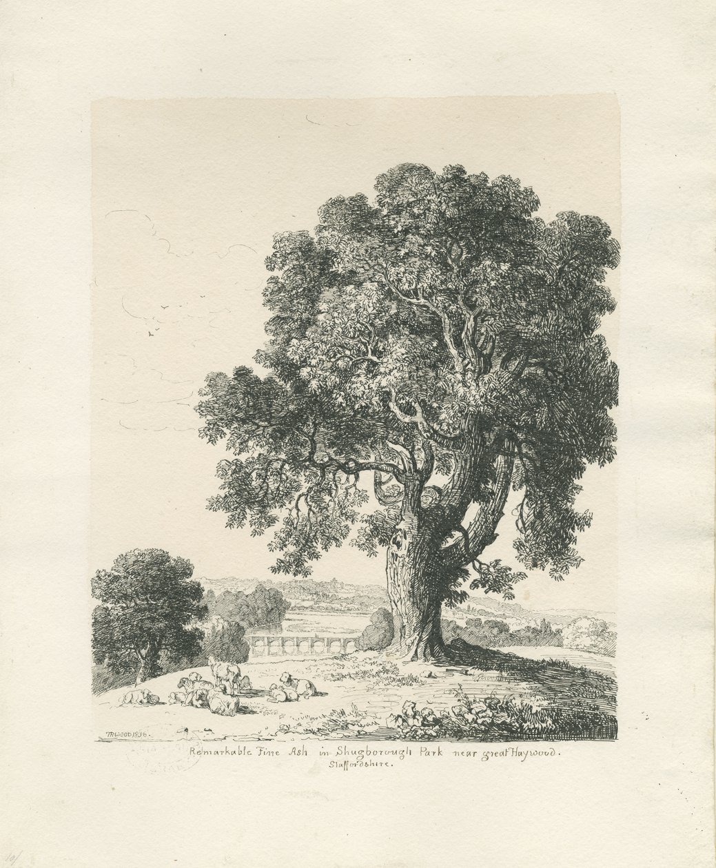 Shugborough Park - Ash Tree: pen- og blæktegning af Thomas Peploe Wood