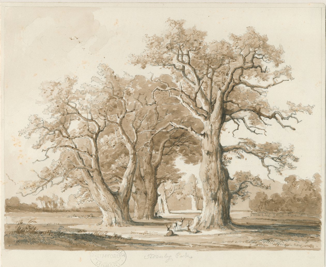 Teddesley Hall - Oak Trees: blyant- og vasketegning, nd [nov. 1842] (tegning) af Thomas Peploe Wood