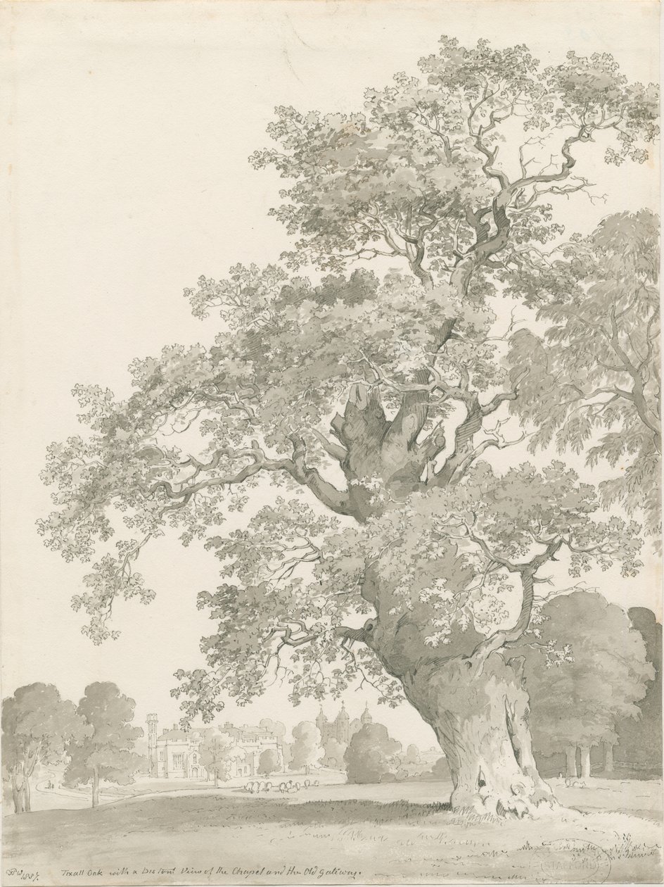 Tixall - Oak Tree: pen og vask tegning af Thomas Peploe Wood