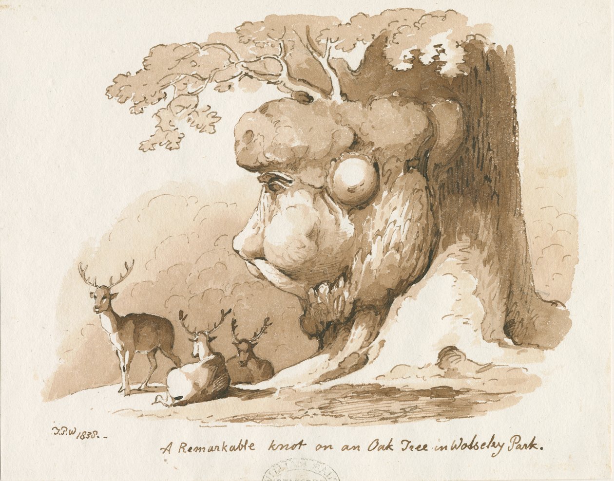 Wolseley Park - Knot on an Oak Tree: pen og sepia tegning af Thomas Peploe Wood