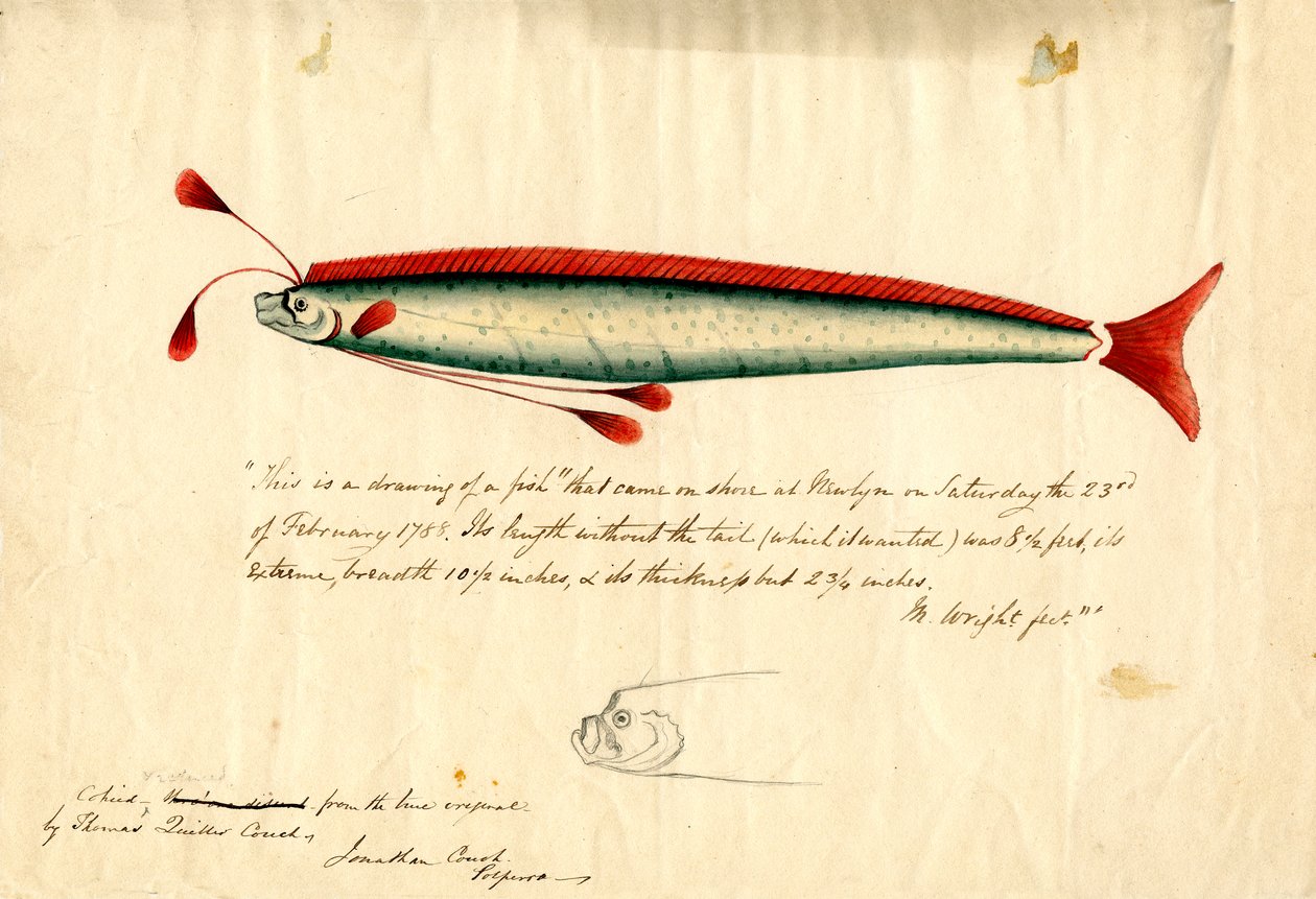 En akvareltegning af Newlyn Oarfish (Regalecus glesne), ca. 1849 (blyant og akvarel på papir) af Thomas Quiller Couch