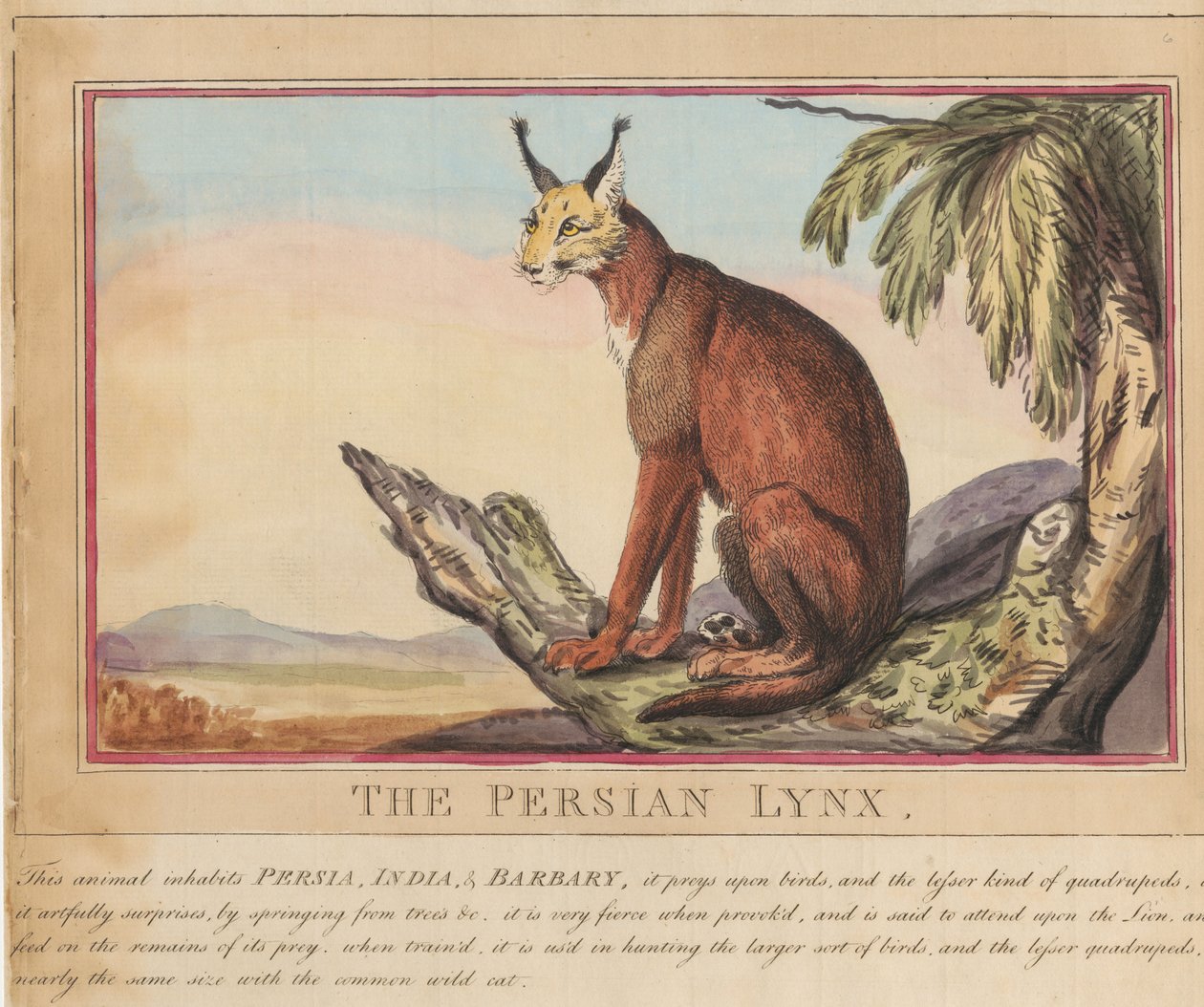Sæt med otte billeder med titelblad. »Udenlandske og indenlandske dyr.«  7.  Den persiske los af Thomas Rowlandson