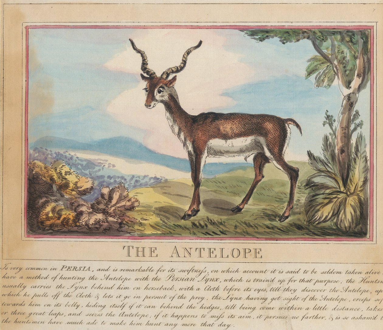 Sæt med otte billeder med titelblad. »Udenlandske og indenlandske dyr.« 8. Antilopen af Thomas Rowlandson