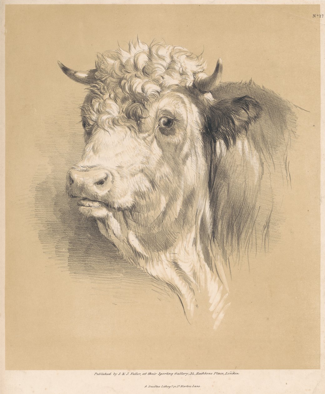 En ko, nr. 27 af Thomas Sidney Cooper
