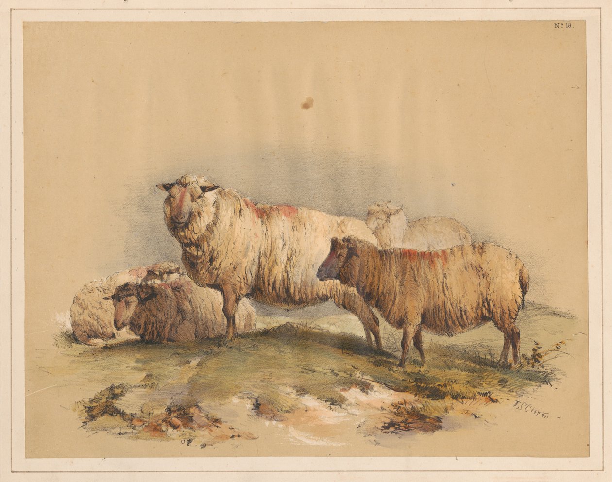 Får, nr. 18 af Thomas Sidney Cooper
