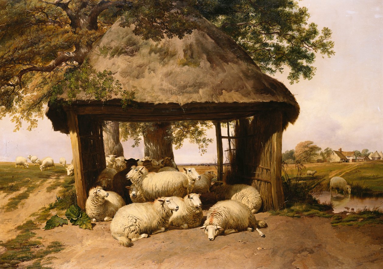 Får hviler under et læ af Thomas Sidney Cooper
