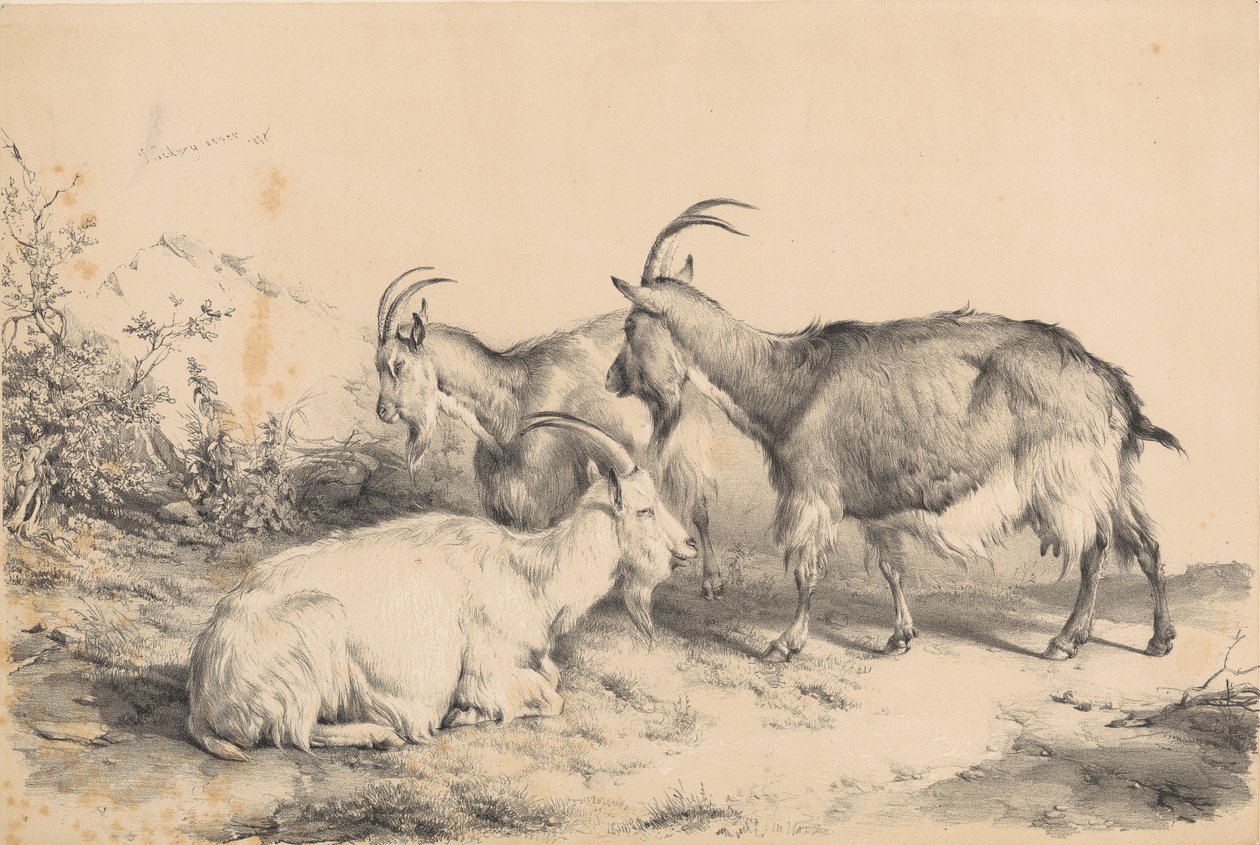 Tre geder af Thomas Sidney Cooper