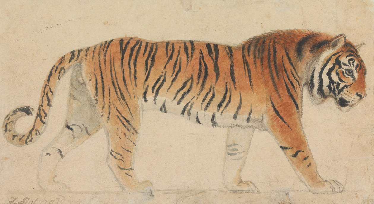 En tiger, i hel figur, i profil, gående mod højre af Thomas Stothard