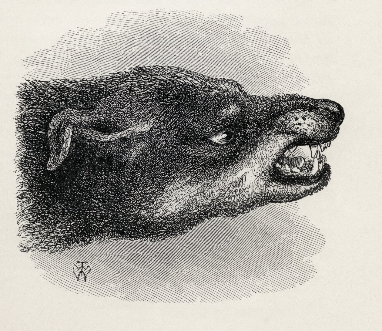 Hoved af snerrende hund, fra Charles Darwins 
