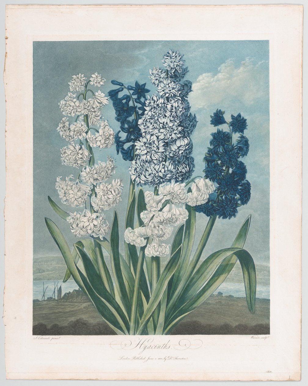 Hyacinter, fra The Temple of Flora, or Garden of Nature, 1. juni 1801., 1. juni 1801. af Thomas Warner