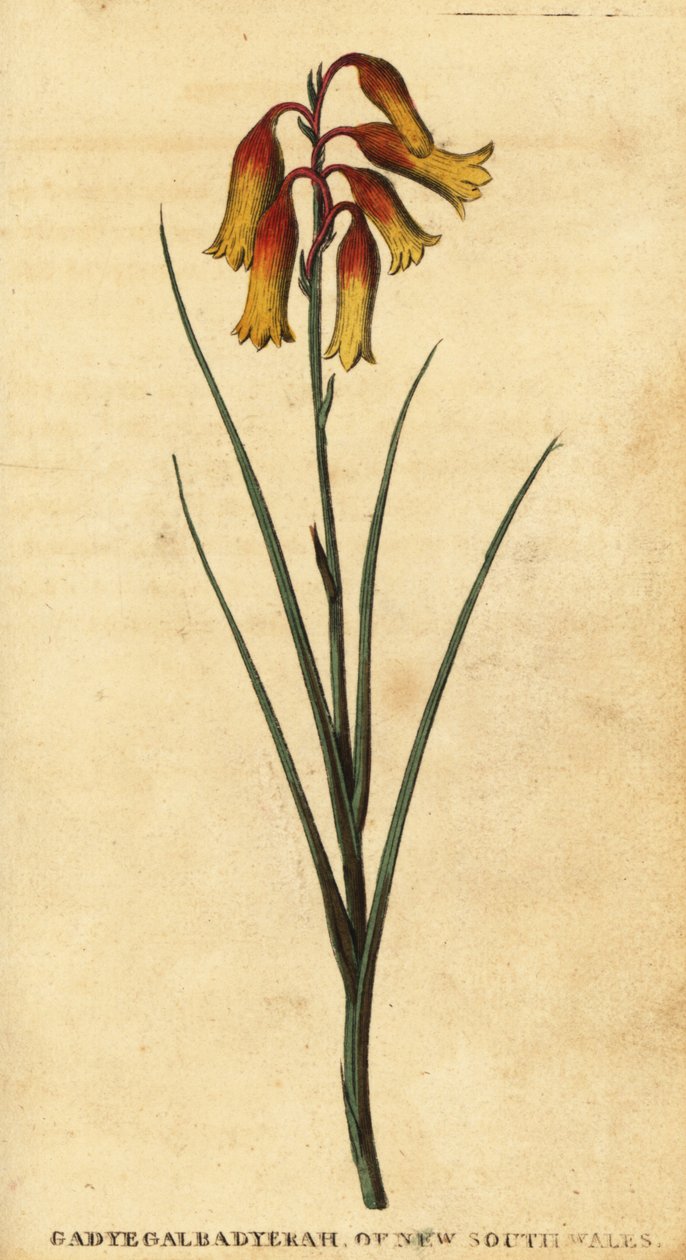 Juleklokker, Blandfordia nobilis., 1800 (gravering) af Thomas Watling