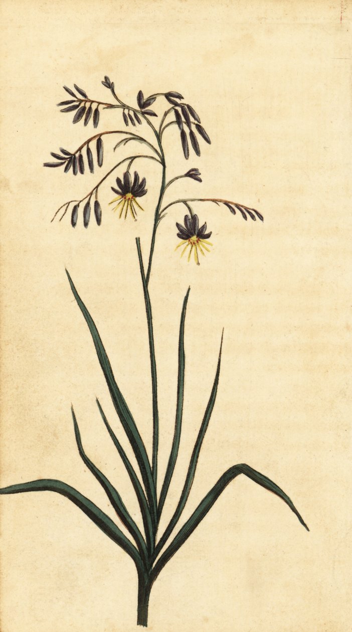 Klippeblomst i New South Wales, Australien. ,1800 (gravering) af Thomas Watling
