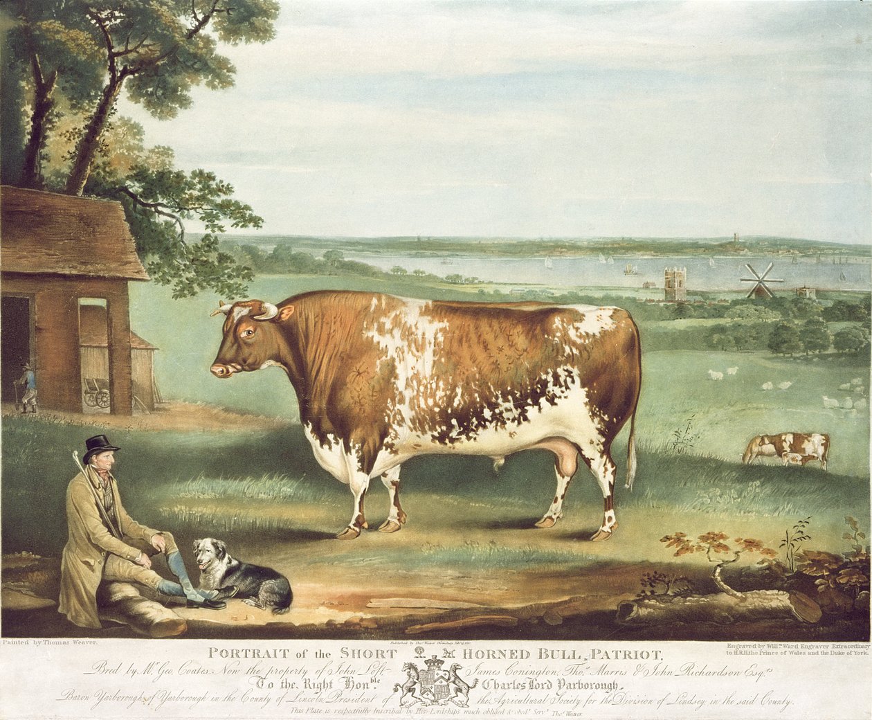 A Short Horned Bull, Patriot, graveret af William Ward, Shrewsbury, 1810 (farvegravering) af Thomas Weaver