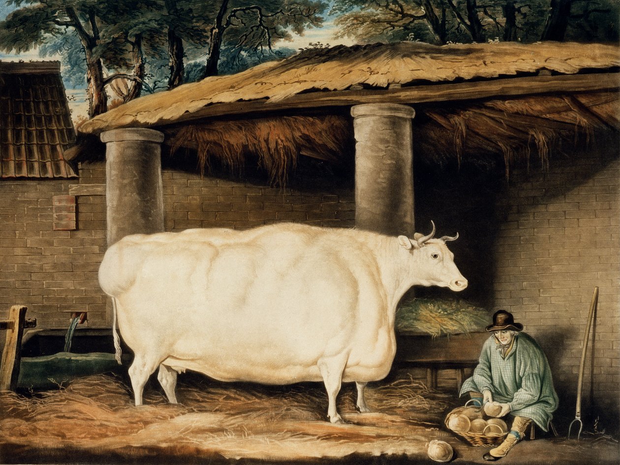 A Short Horned Heifer, graveret af William Ward, Dartington, 1811 (farvegravering) af Thomas Weaver