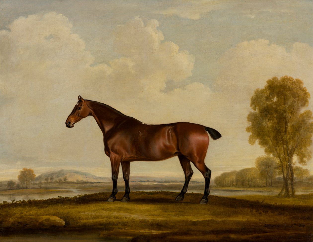 Georgiana: a Horse, ca. 1819 (olie på lærred) af Thomas Weaver