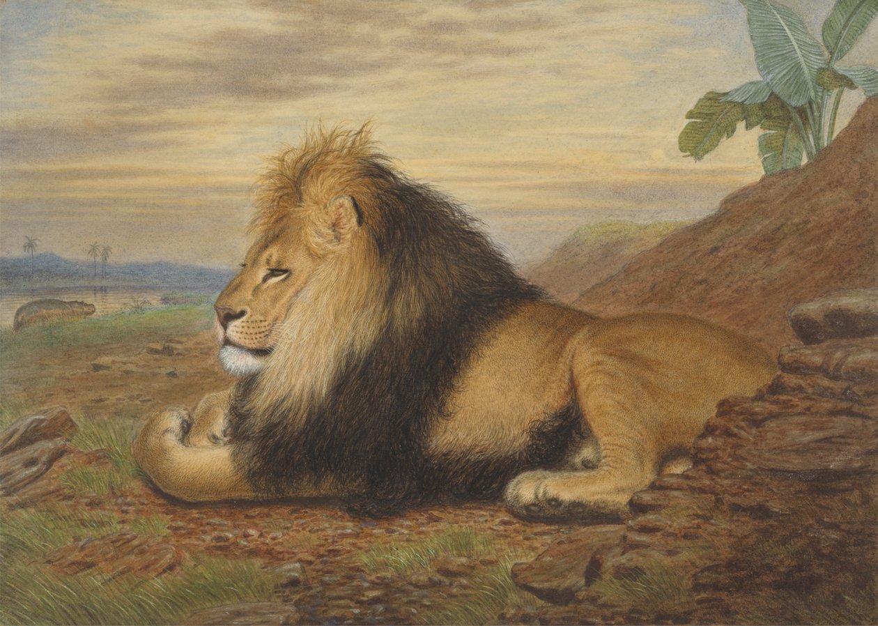 En løve af Thomas William Wood