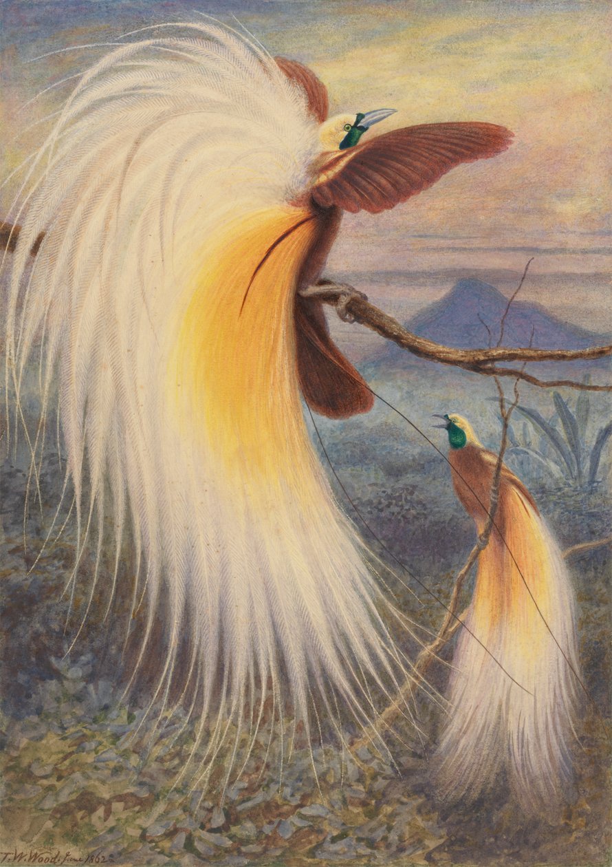 Paradisfugle af Thomas William Wood