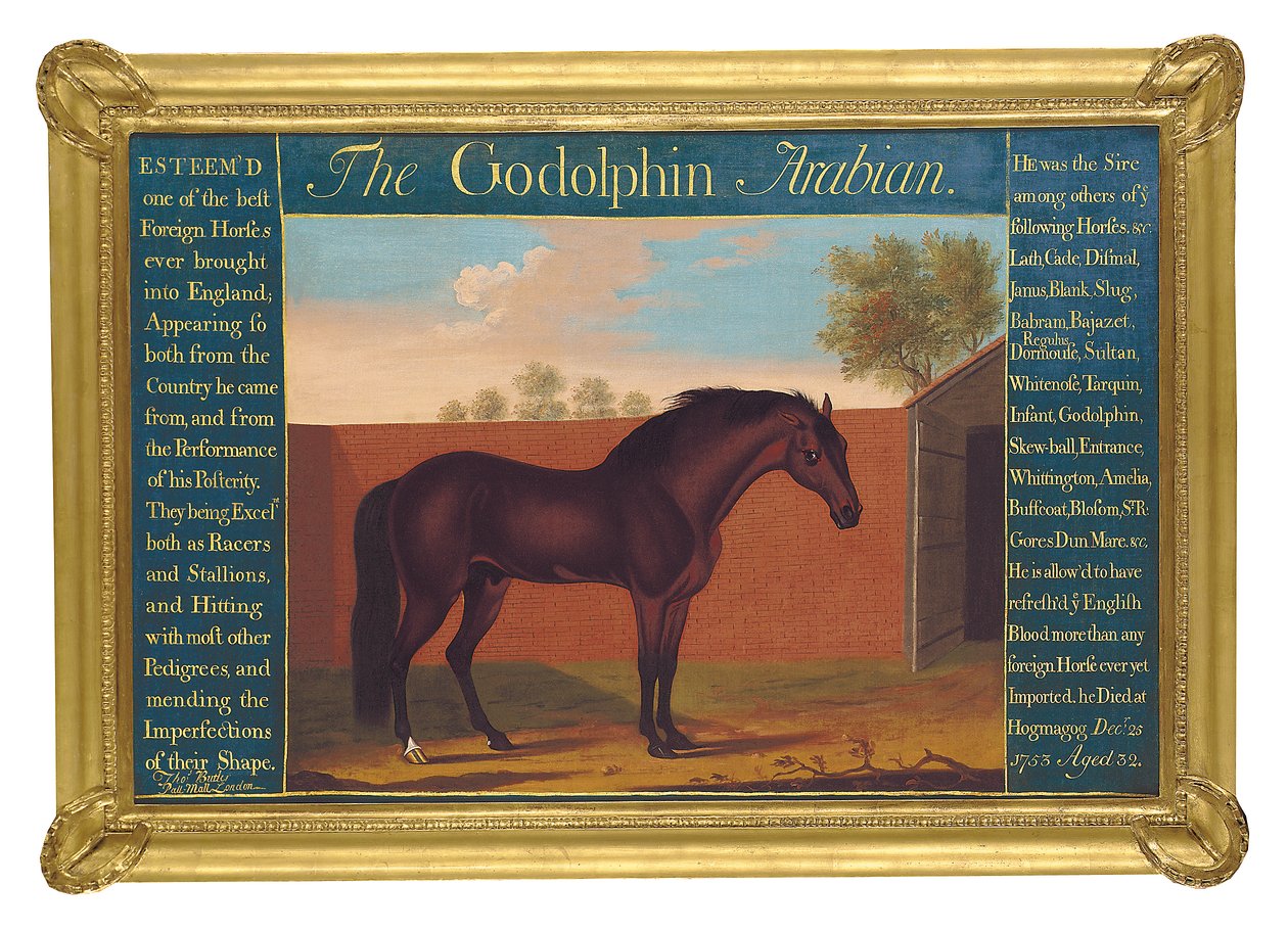 The Godolphin Arabian (olie på lærred) af Thomas of Pall Mall Butler