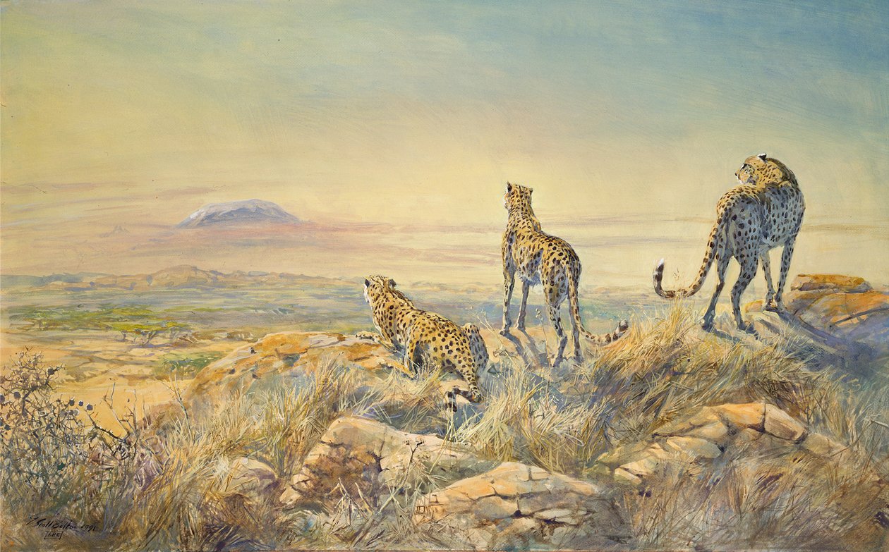 Gepard med Kilimanjaro i baggrunden, 1991 (wc) af Tim Scott Bolton