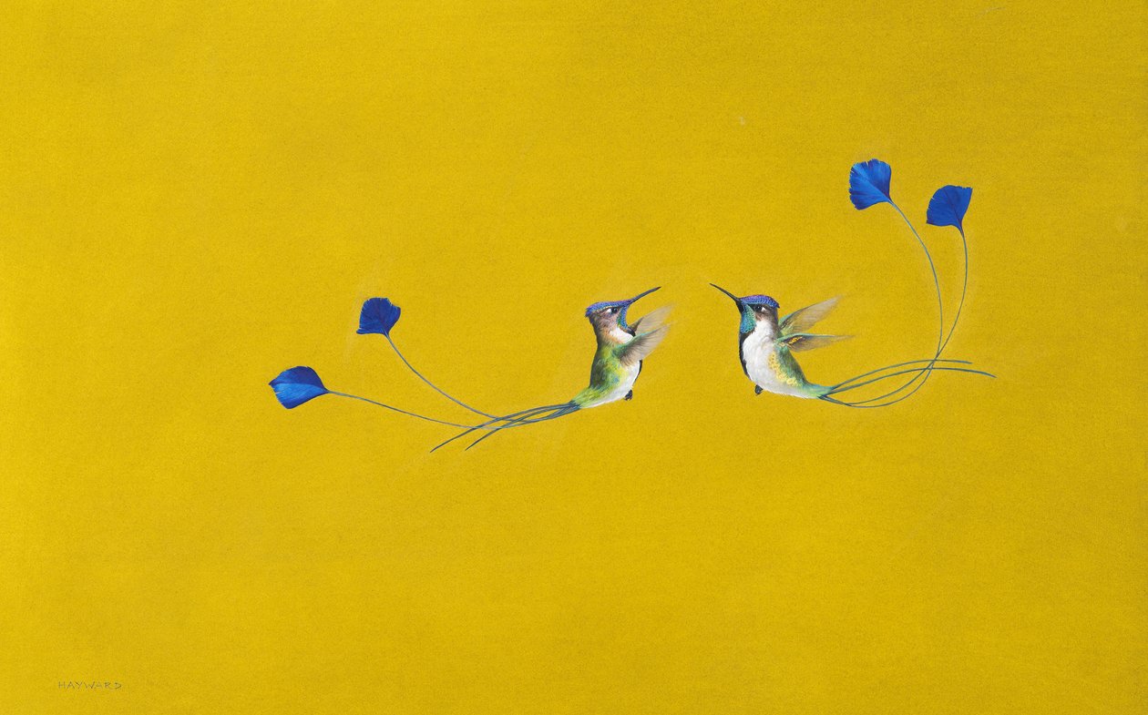 Kolibrier ( akvarel og gouache på papir ) af Tim Hayward