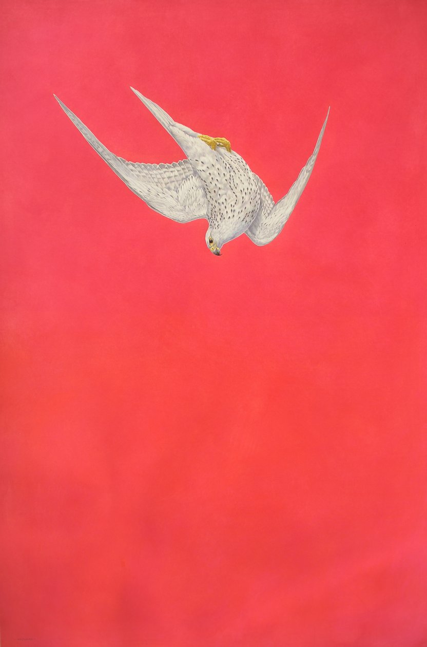 Pink Swoop; Gyr Falcon af Tim Hayward
