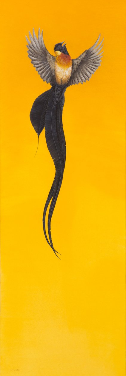 Soar;gul af Tim Hayward